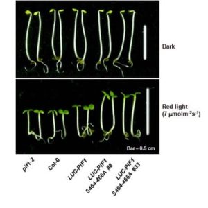 Supplementary Figure: LUC-PIF1(S464-466A) mutant promotes hypocotyl elongation under red light. Photographs showing hypocotyl lengths of various genotypes including two independent alleles of LUC-PIF1(S464-466A) transgenic plants. Seedlings were grown for four days in the dark or one day in the dark followed by three days under red light (7 ìmolm-2s-1). Bar= 5 mm.