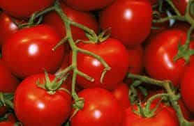 tomatoes
