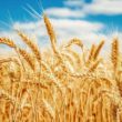 Wheat Analysis